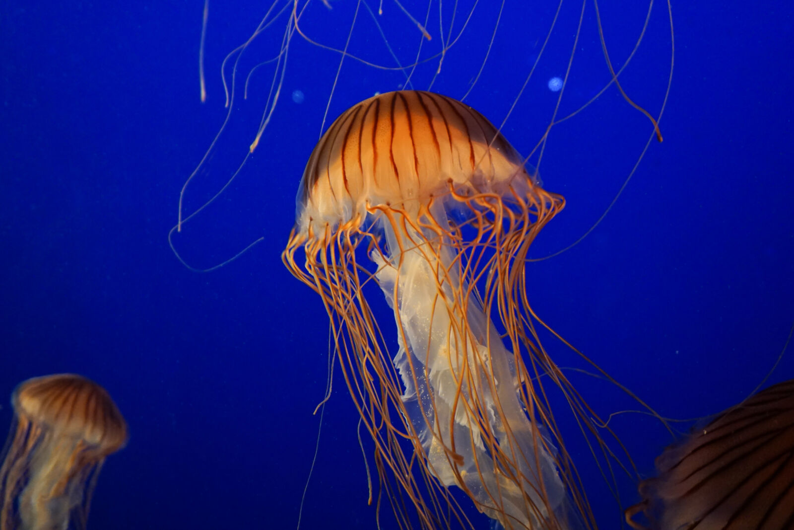 Sony a6000 sample photo. Ocean, jellyfish, tranquil, aquarium photography