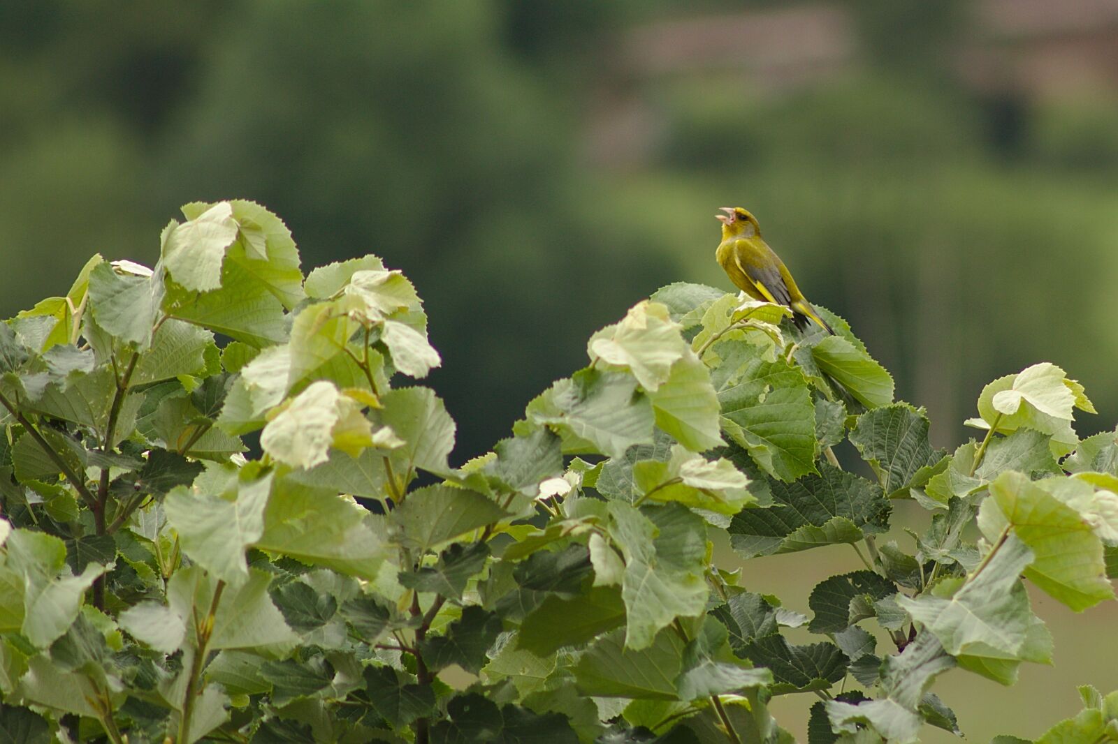 Canon EOS 1100D (EOS Rebel T3 / EOS Kiss X50) sample photo. Verdier, birds, aveyron photography