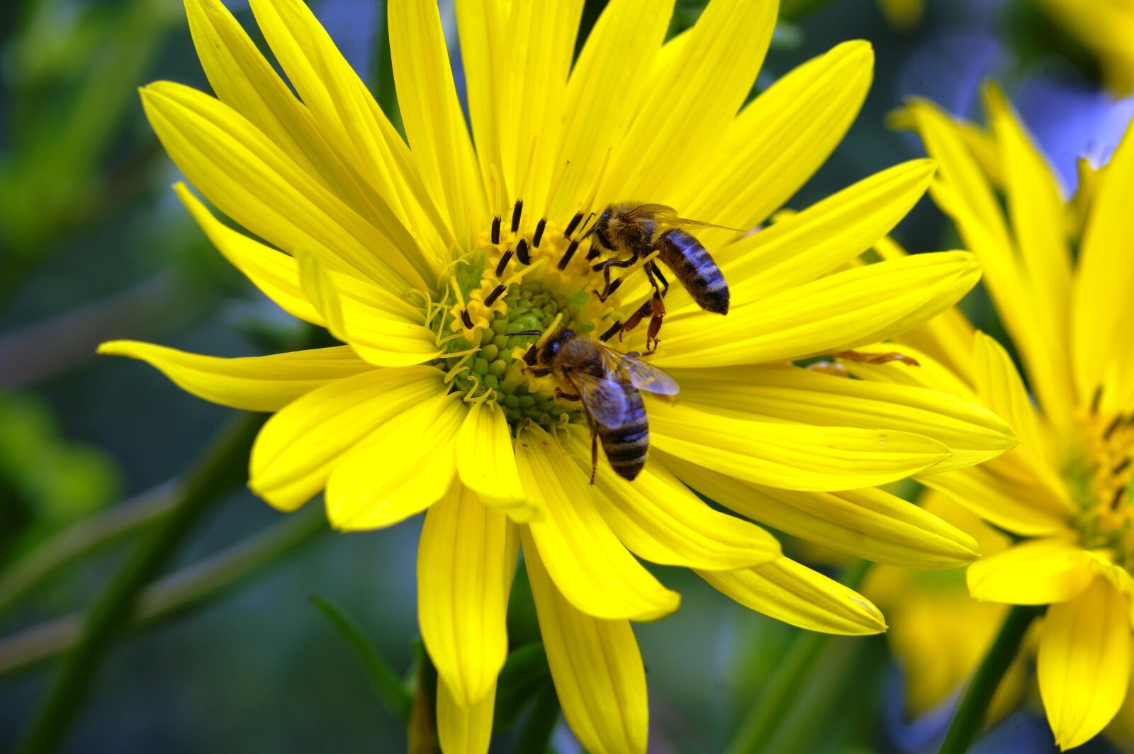 Pentax K-3 sample photo. Bees, honey, flower photography