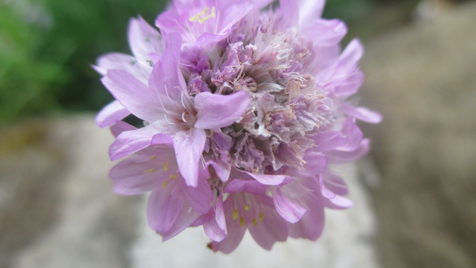 Canon PowerShot ELPH 115 IS (IXUS 132 / IXY 90F) sample photo. Pink flower, garlic flower photography