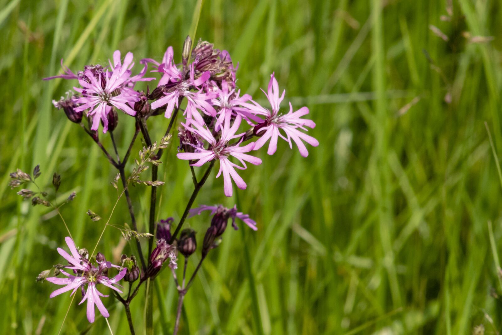 Canon EF75-300mm f/4-5.6 sample photo. Wildflower, meadow flower, spring photography