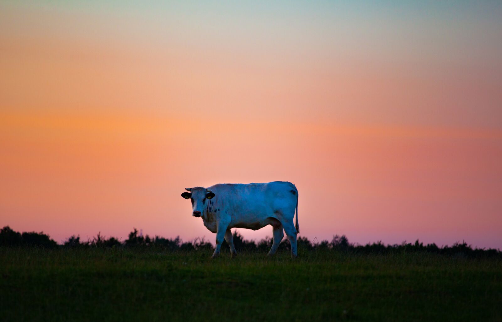 Canon EF 70-200mm F4L USM sample photo. Cow under alien sky photography