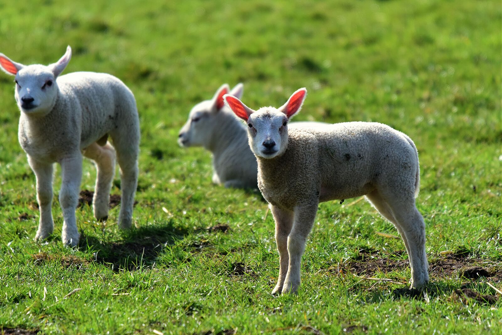 Nikon D750 sample photo. Lamb, sheep, animal photography