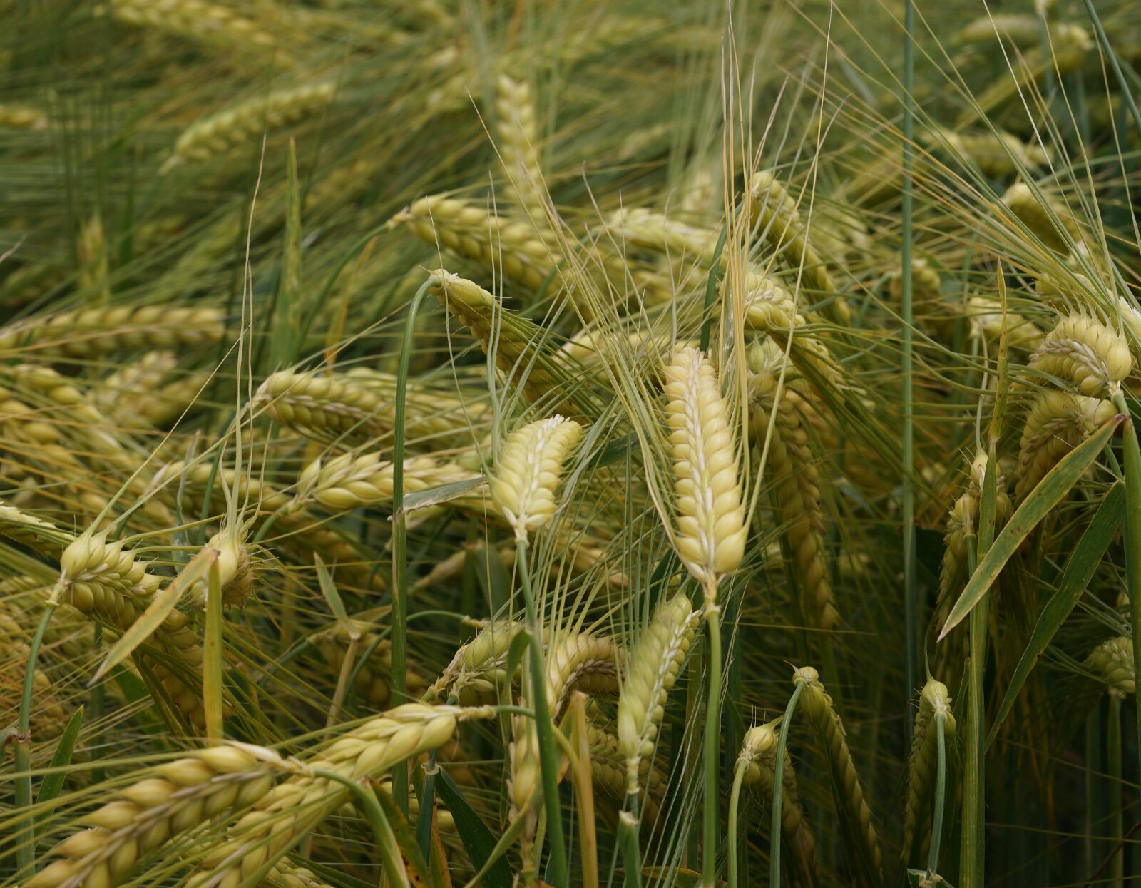 Sony FE 90mm F2.8 Macro G OSS sample photo. Cereals, nature, agriculture photography