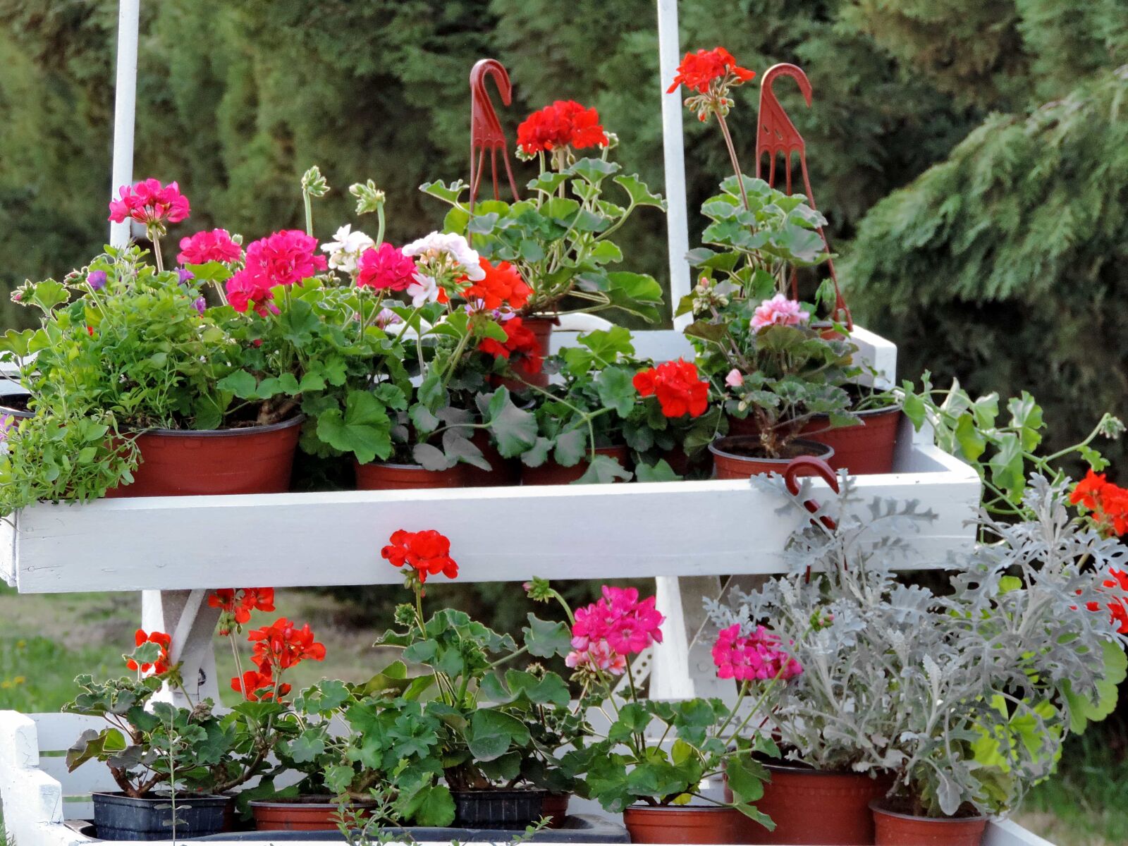 Nikon Coolpix P520 sample photo. Flowerpot, flora, flower, geranium photography