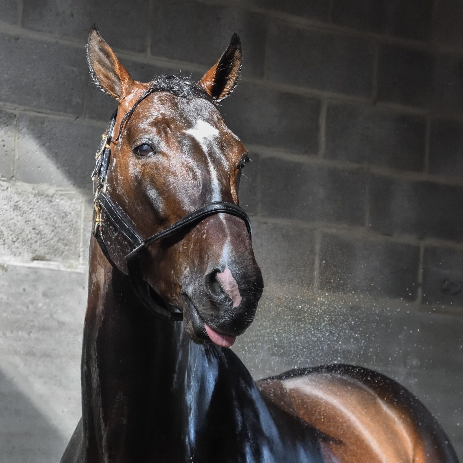 Nikon D500 sample photo. Horse, wet, water photography