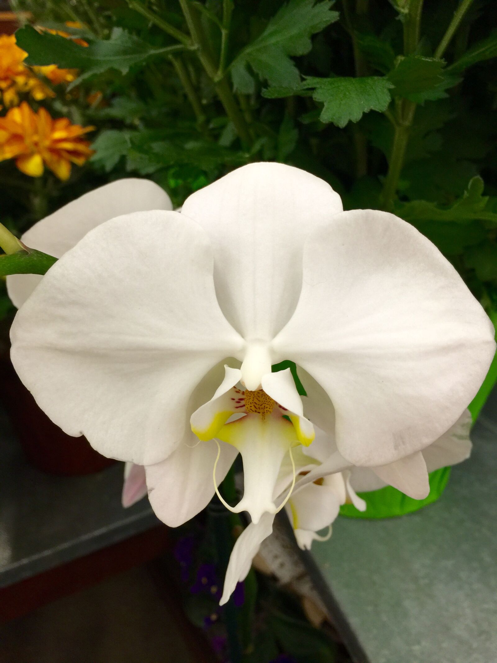 iPhone 6 Plus back camera 4.15mm f/2.2 sample photo. Bloom, blossom, close, flower photography
