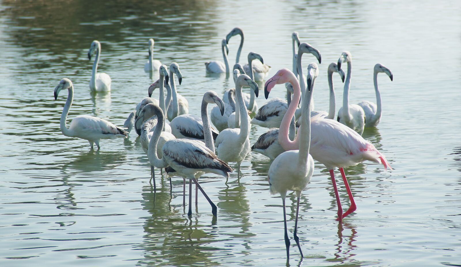 Canon EOS 60D sample photo. Bird, water, nature photography
