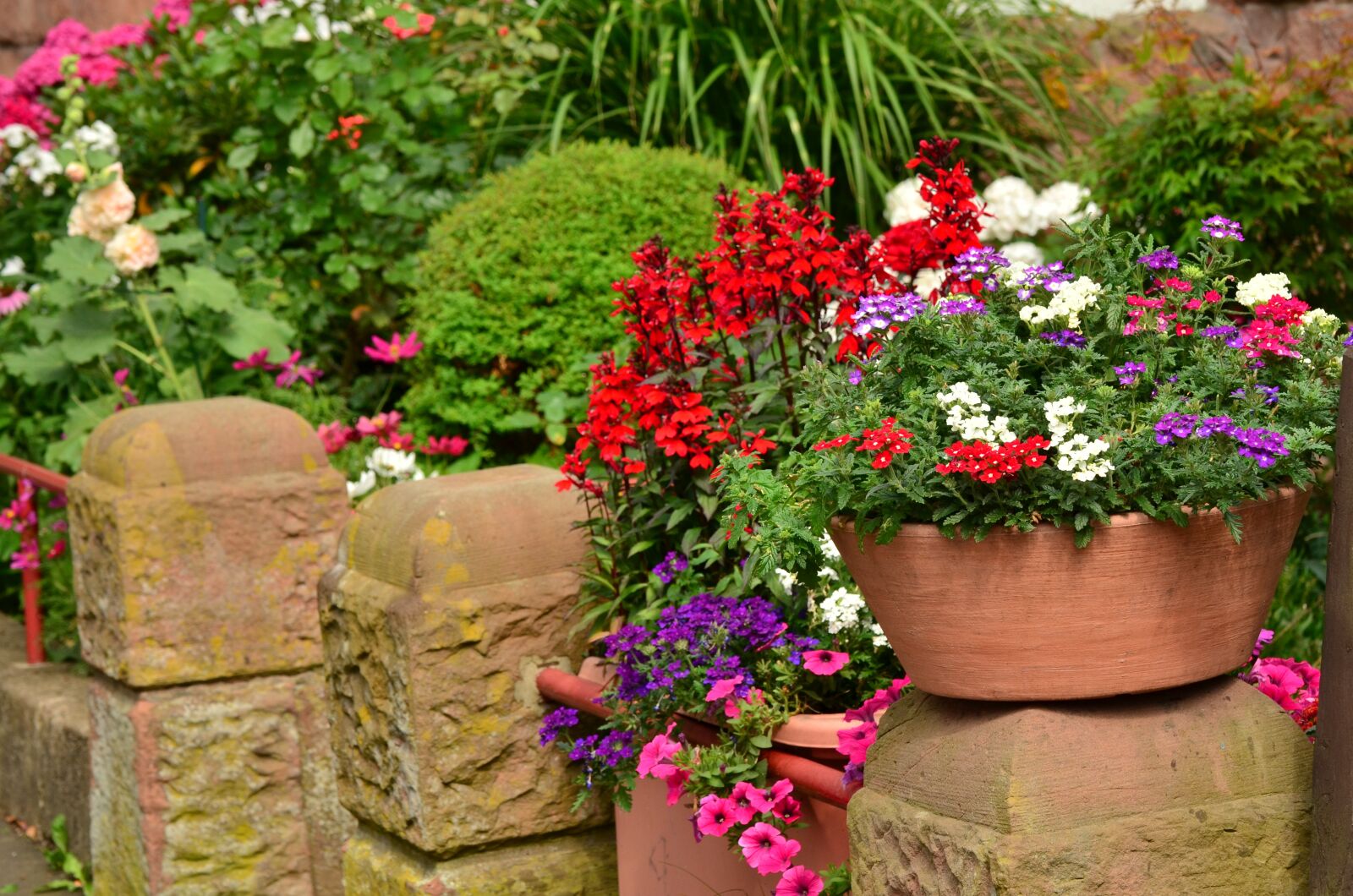 Nikon D5100 sample photo. Summer flowers, balcony plants photography