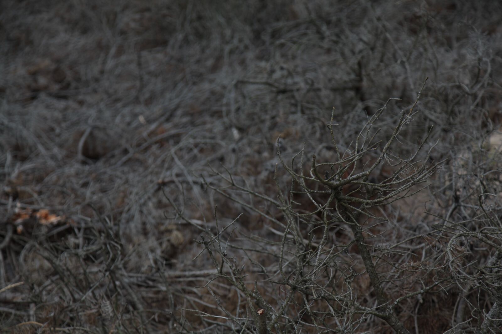 Canon EOS 5D Mark II sample photo. Windfall, dry branches, the photography