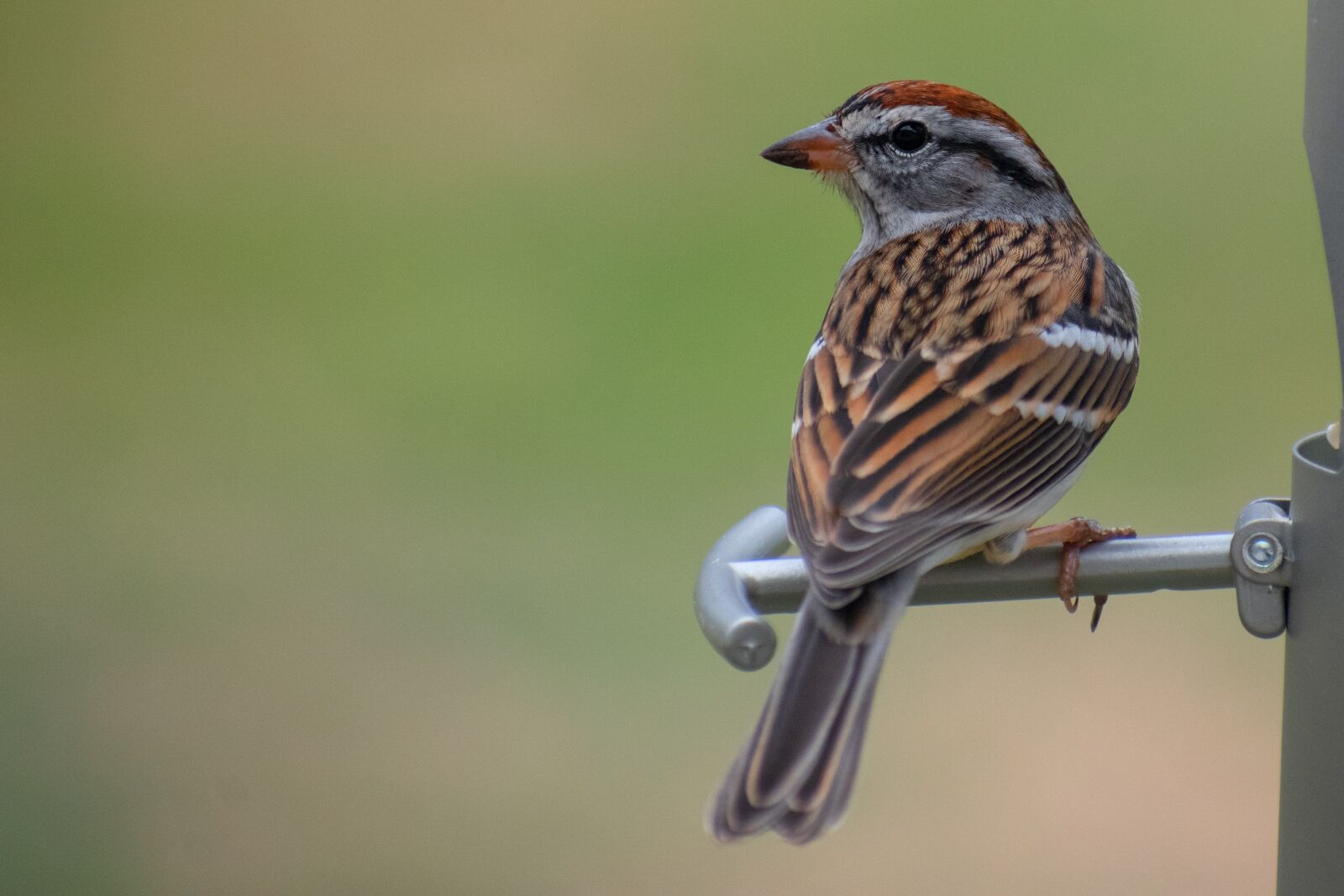 Nikon D3400 sample photo. Bird, nature, songbird photography