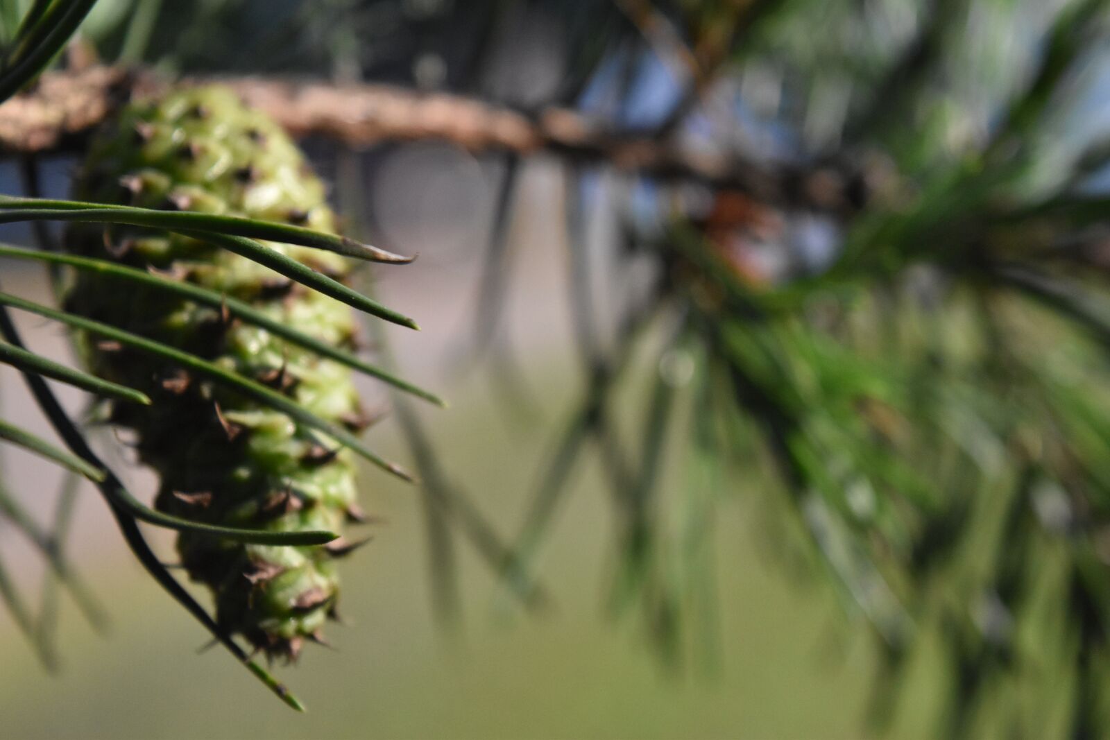 Nikon D5500 sample photo. Pine, cone, pine cone photography