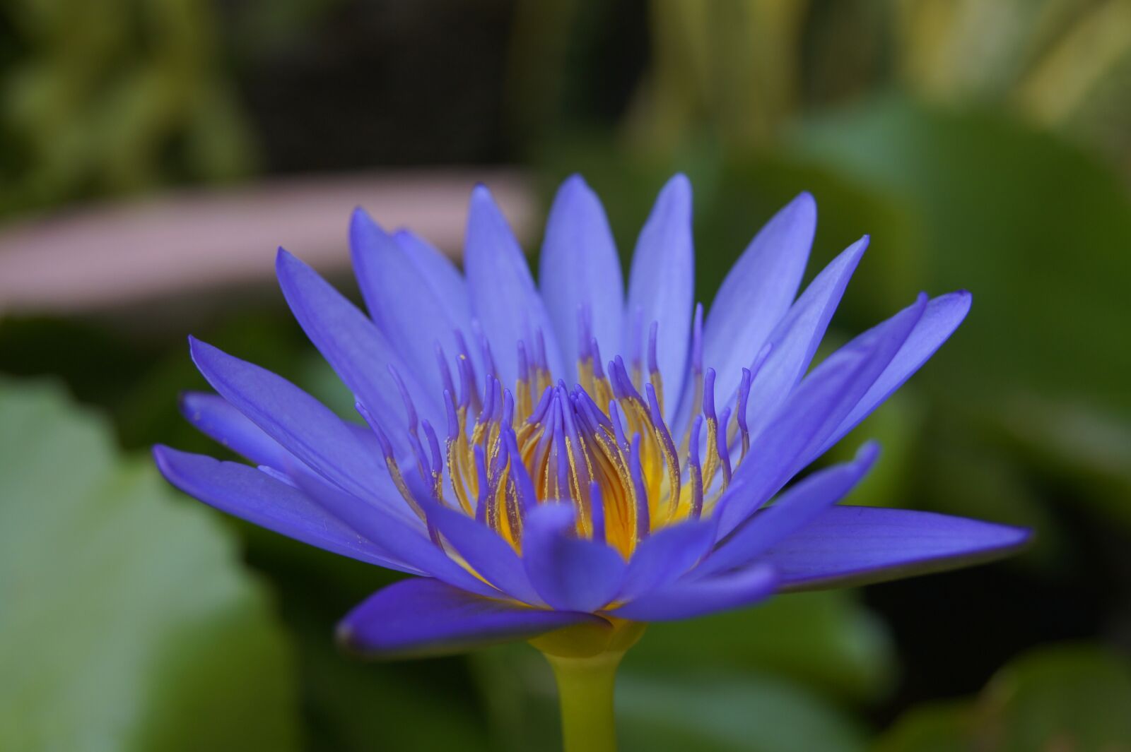 Sony Alpha DSLR-A550 sample photo. Lotus, flower, open photography