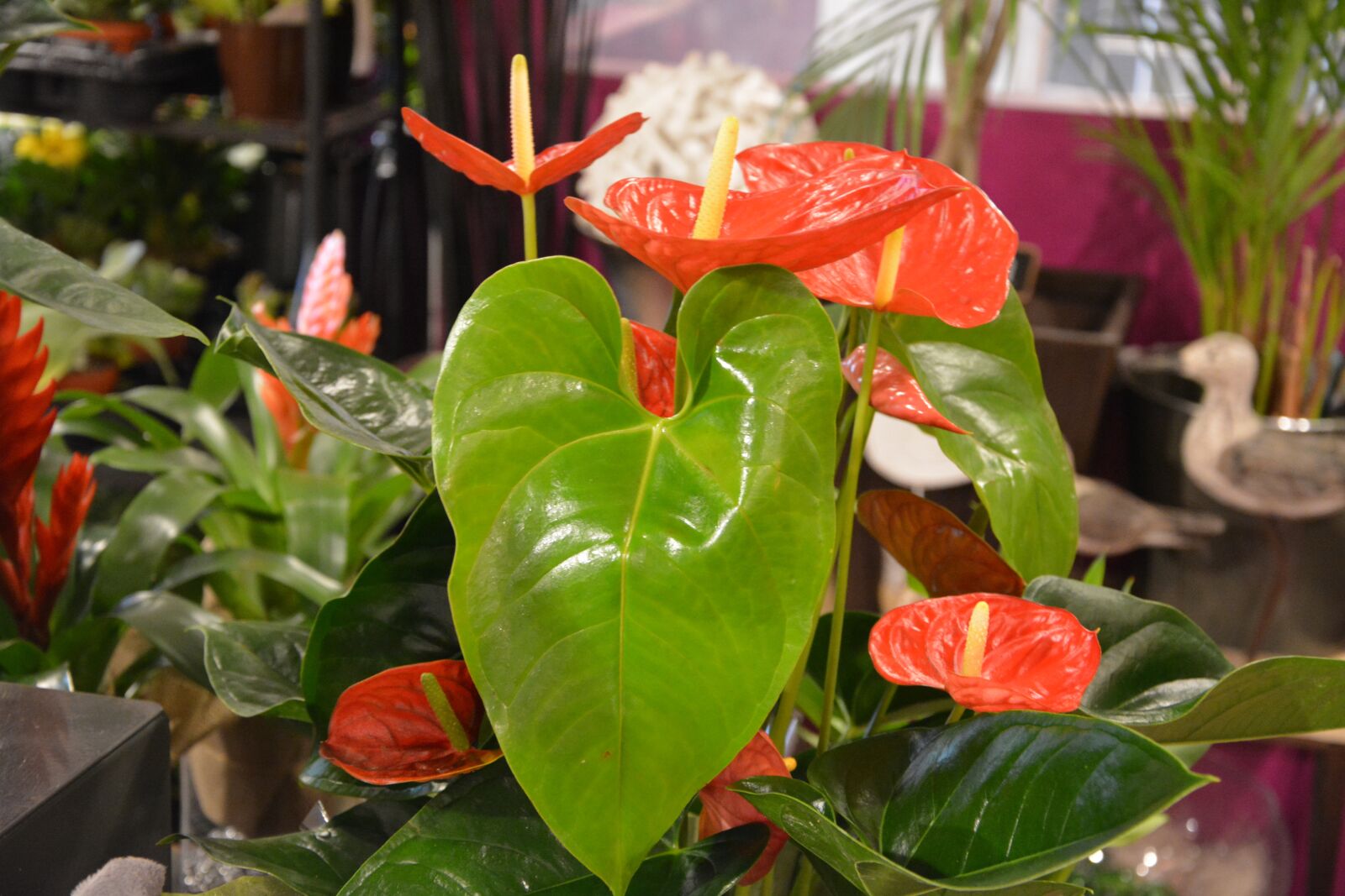 Nikon D5200 sample photo. Plant, bright green, heart photography