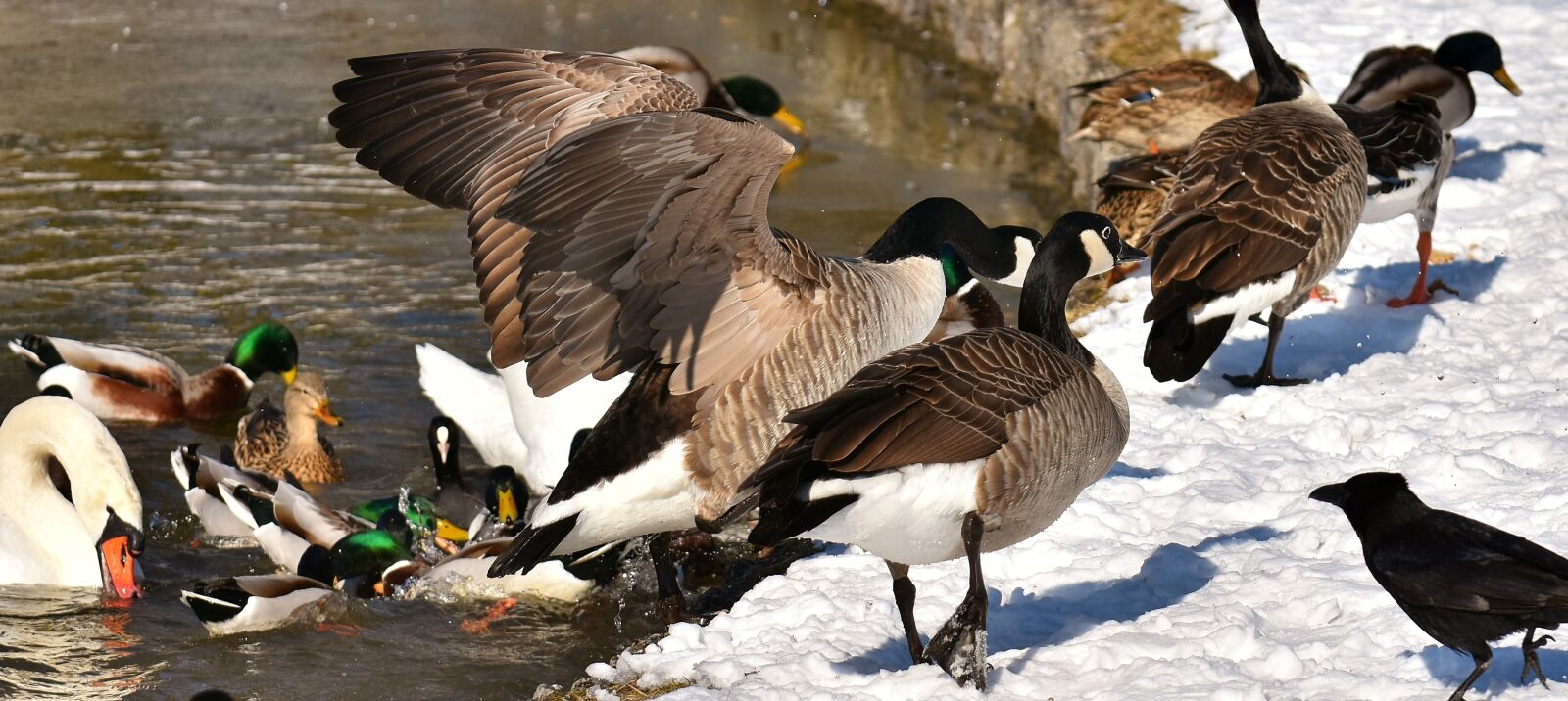 Nikon D7200 sample photo. Goose, flying, flight photography