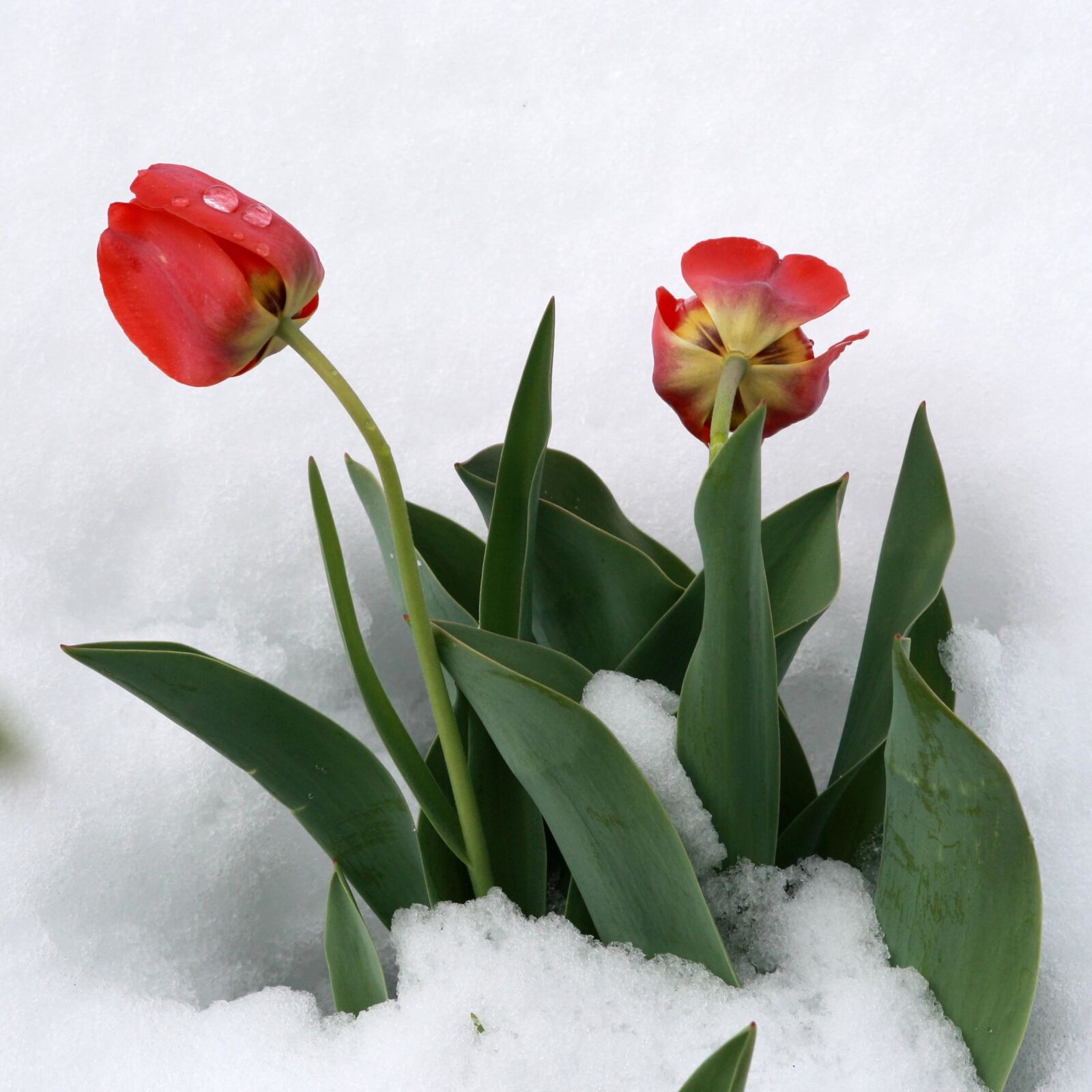 Canon EOS 1000D (EOS Digital Rebel XS / EOS Kiss F) + f/4-5.6 IS II sample photo. Tulips flowers, snow photography