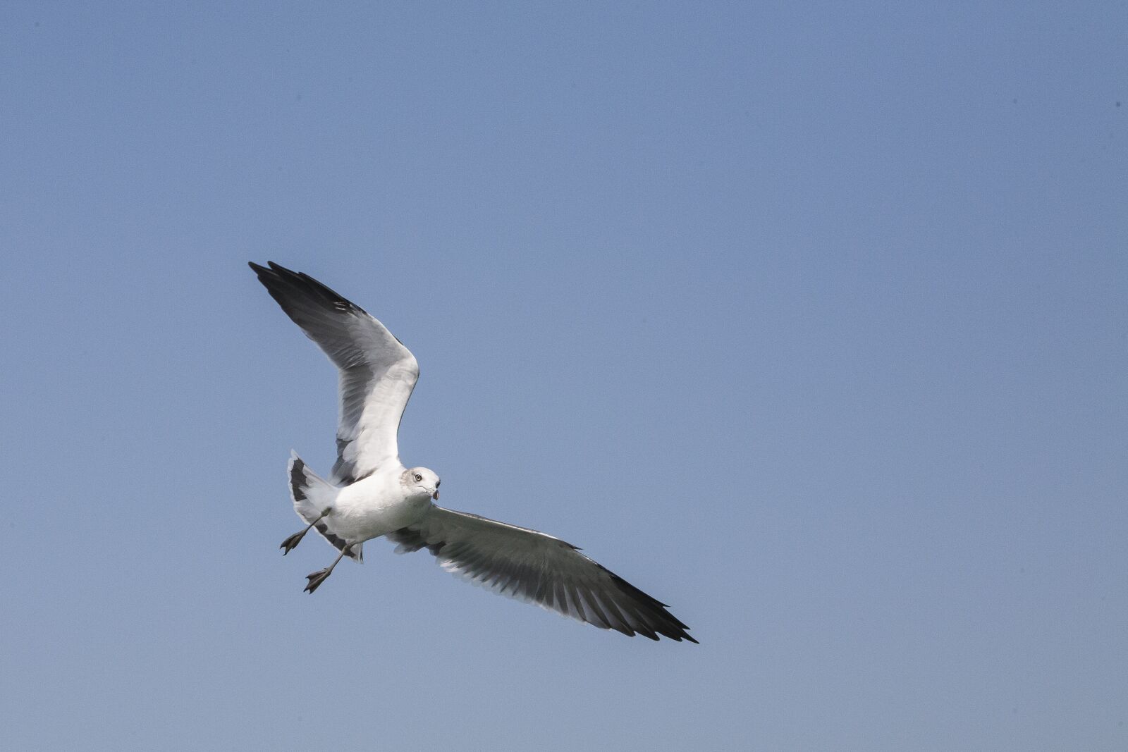 Canon EOS 5D + Canon EF 70-200mm F2.8L USM sample photo. Seagull, new, animal photography