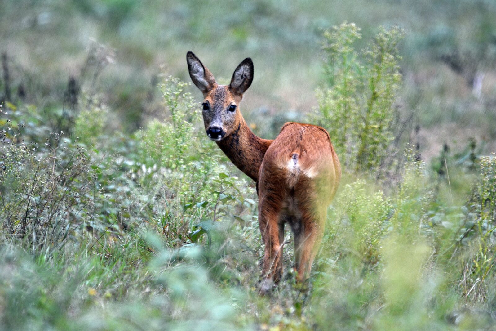 Nikon D3400 sample photo. Deer, animal, mammal photography