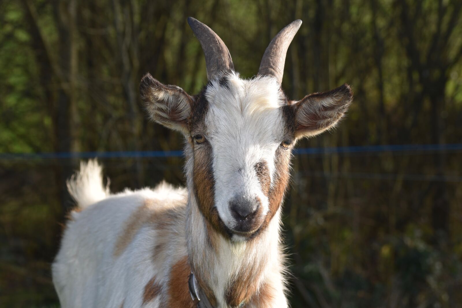 Nikon D5600 sample photo. Goat, goat baby goat photography