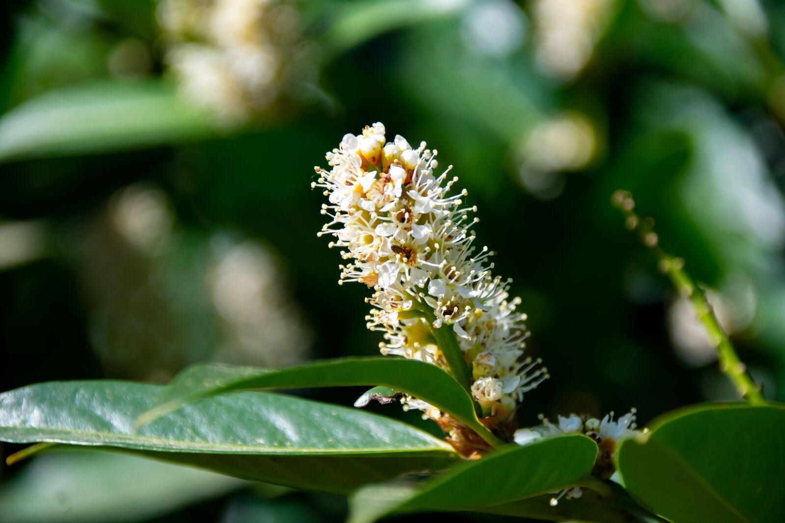 Nikon D3400 sample photo. Prunus laurocerasus, blossom, bloom photography