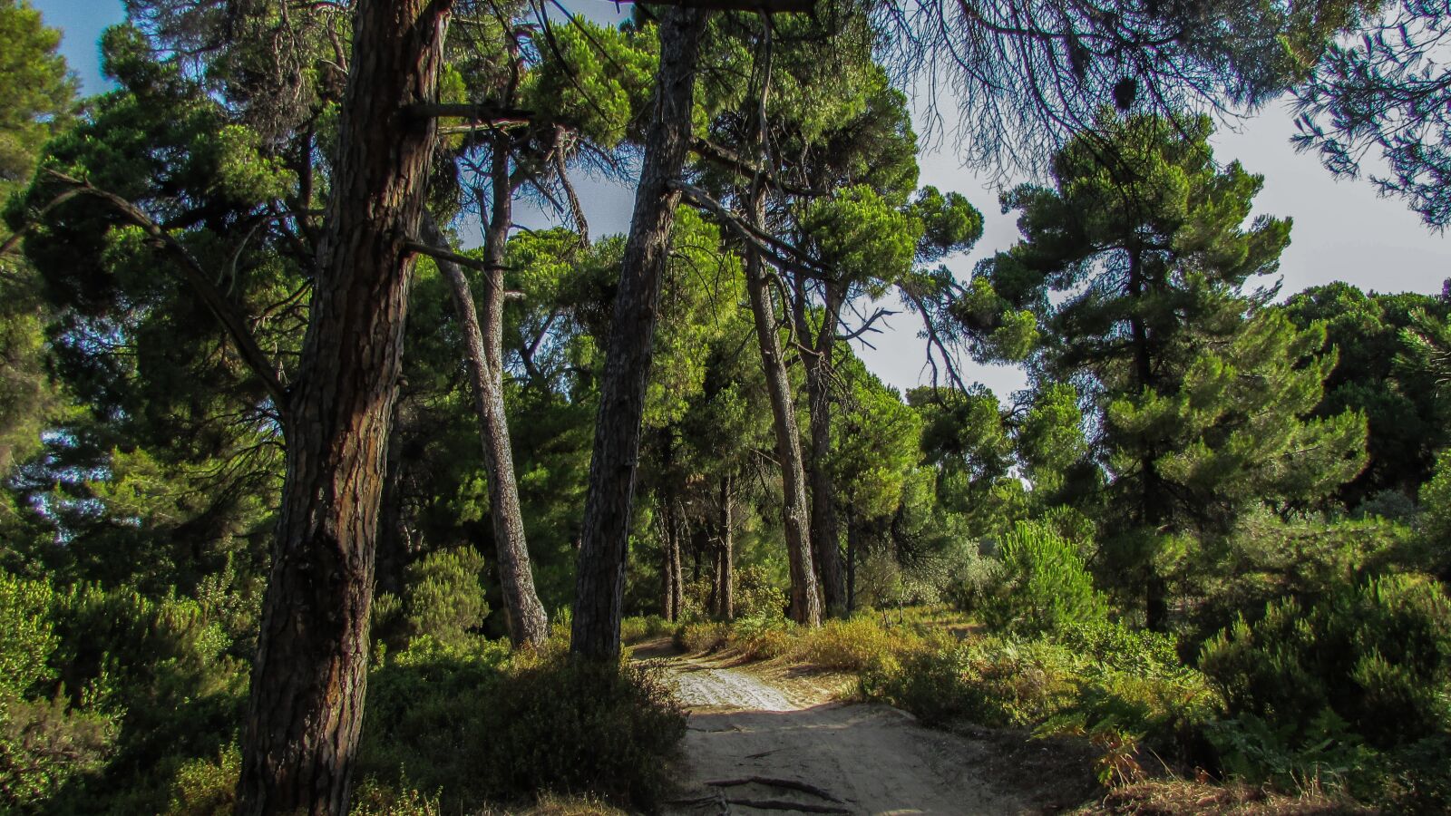 Canon PowerShot SX400 IS sample photo. Skiathos, mandraki, forest photography