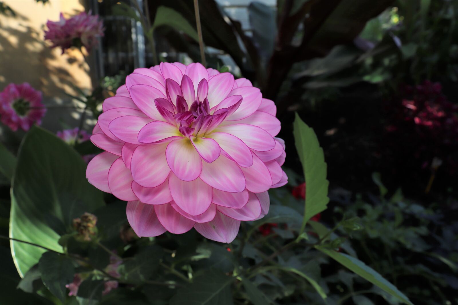 Canon EOS 800D (EOS Rebel T7i / EOS Kiss X9i) sample photo. Dahlias, flowers, plants photography