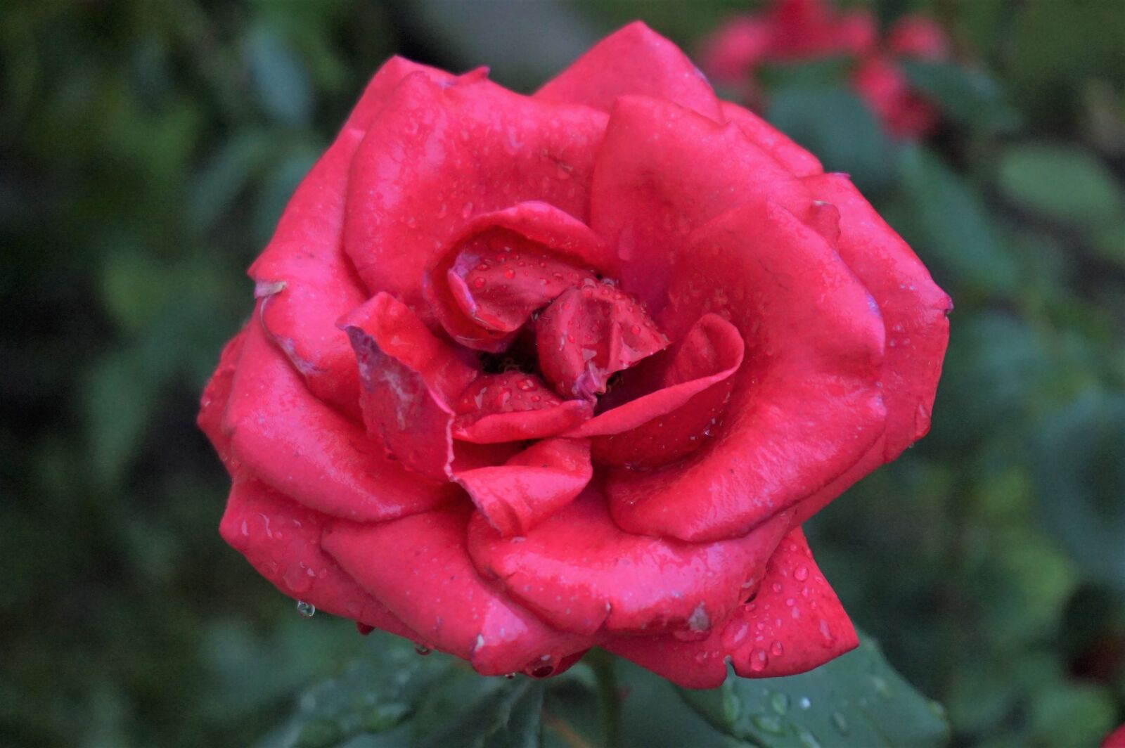 Sony Alpha a5000 (ILCE 5000) sample photo. Rose, rain, flower photography