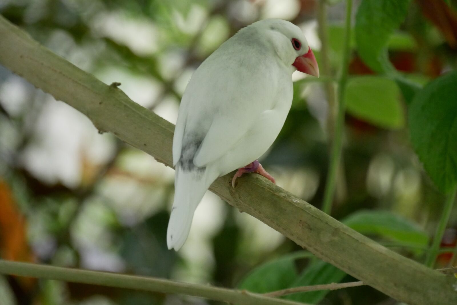 Panasonic Lumix DMC-GX85 (Lumix DMC-GX80 / Lumix DMC-GX7 Mark II) sample photo. Bird, leaves, animal photography