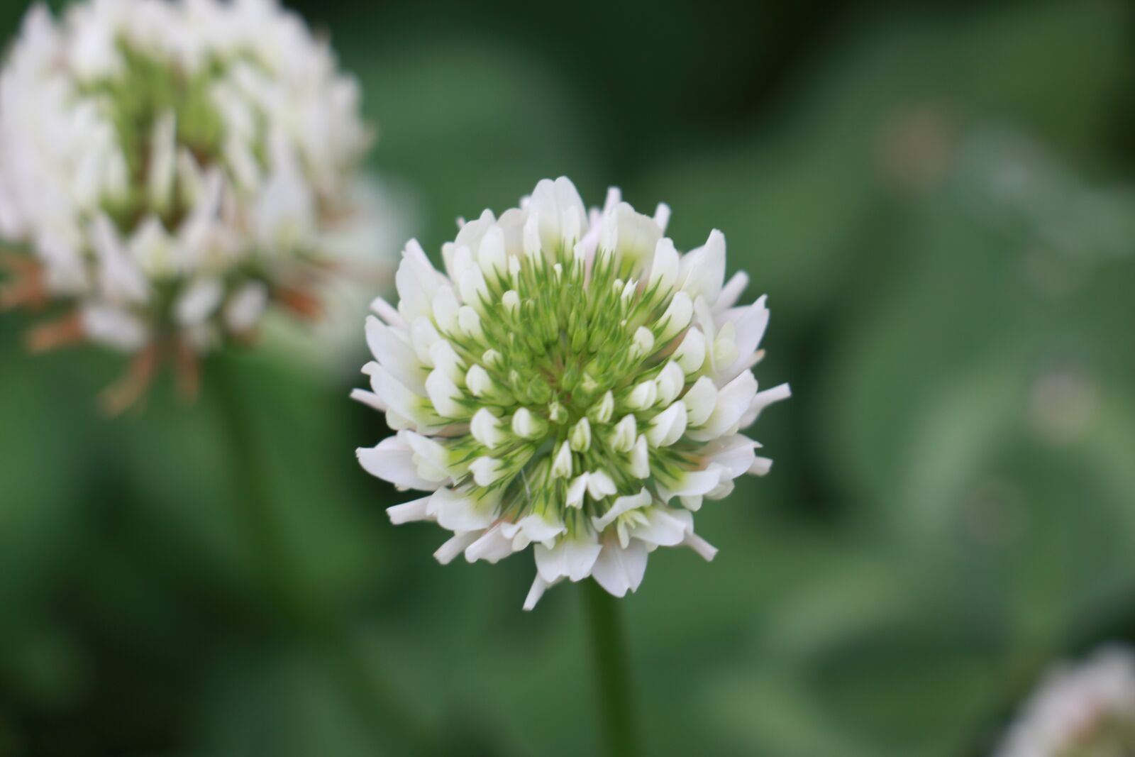 Canon EOS 700D (EOS Rebel T5i / EOS Kiss X7i) sample photo. Plant, flower, natural photography