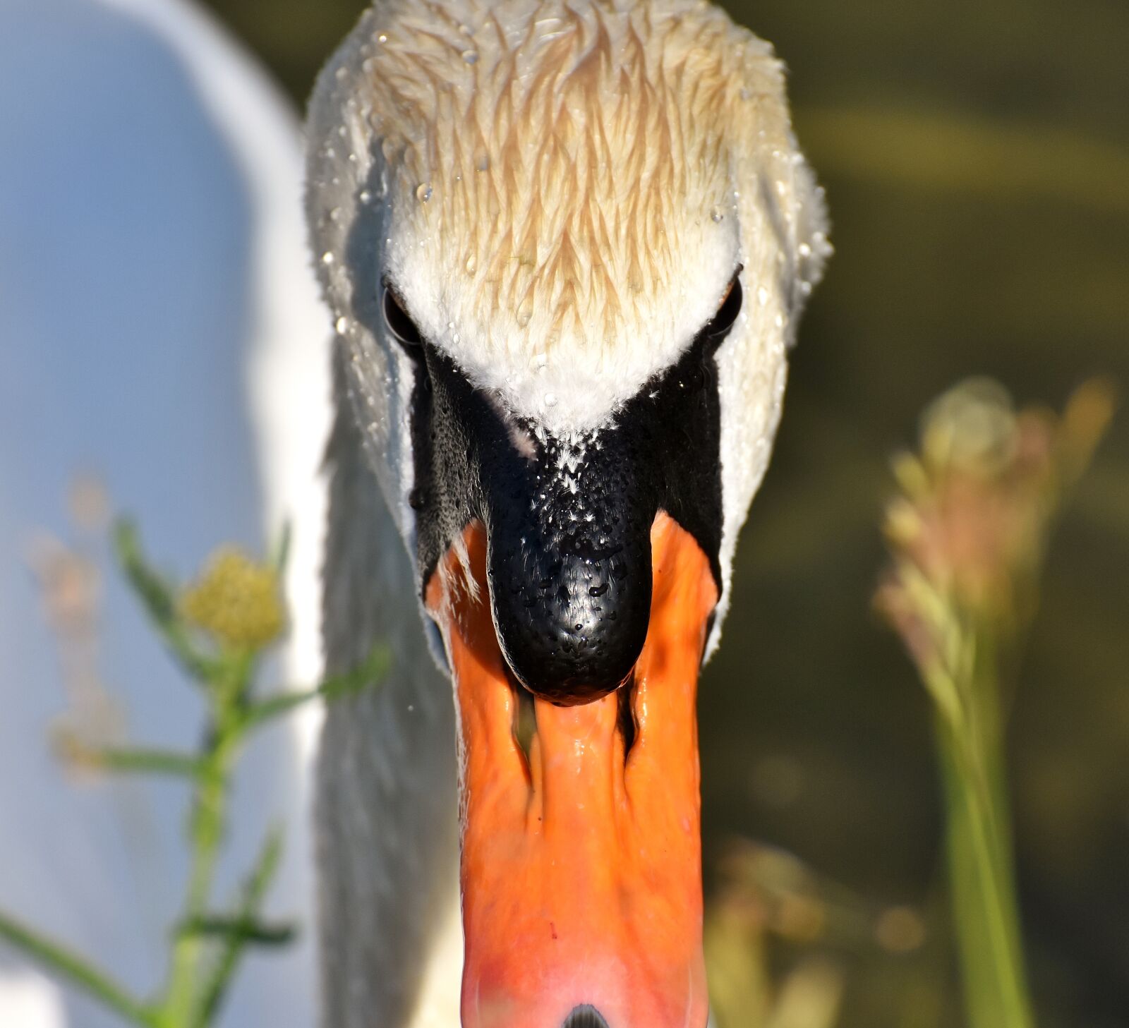 Nikon D7200 sample photo. Swan, water bird, nature photography