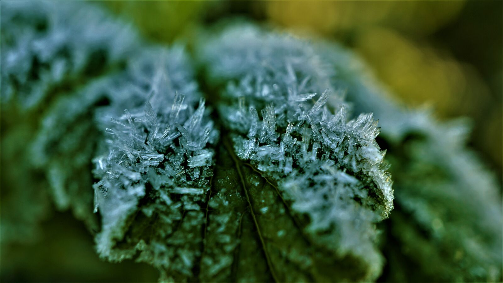 Sony E 30mm F3.5 Macro sample photo. Eiskristalle, leaf, gr n photography