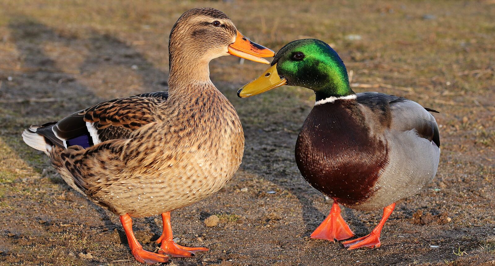 Canon EOS 80D sample photo. Drake, duck, duck bird photography