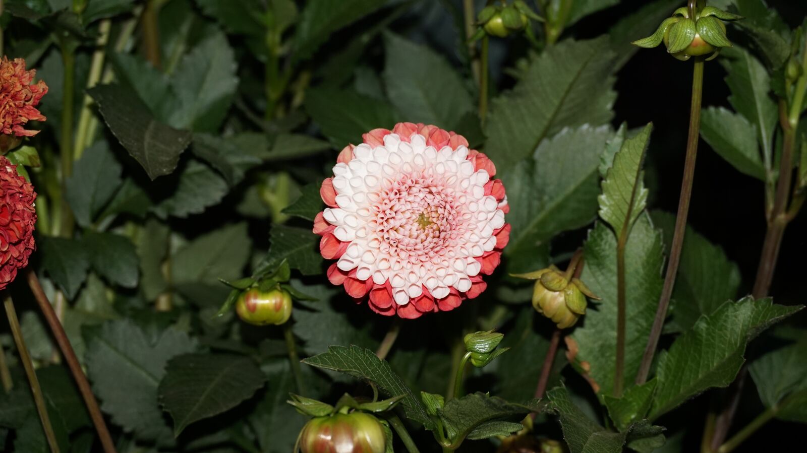 Sony Alpha a5000 (ILCE 5000) sample photo. Flower, garden, home photography