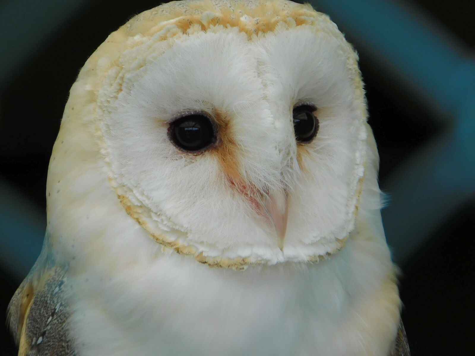 Nikon Coolpix B500 sample photo. Barn, owl photography