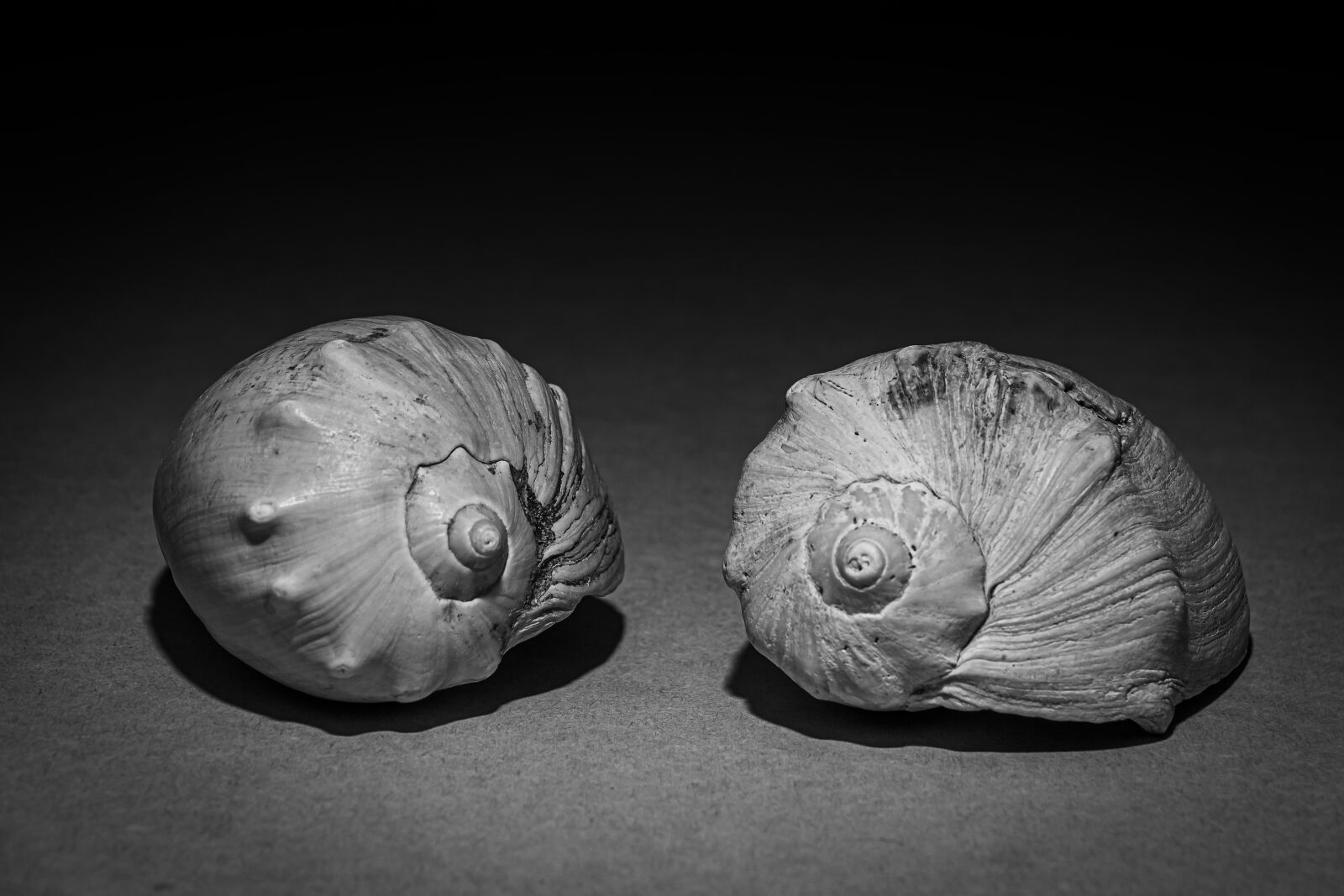 Canon EOS 70D sample photo. Snails, snail, spiral photography