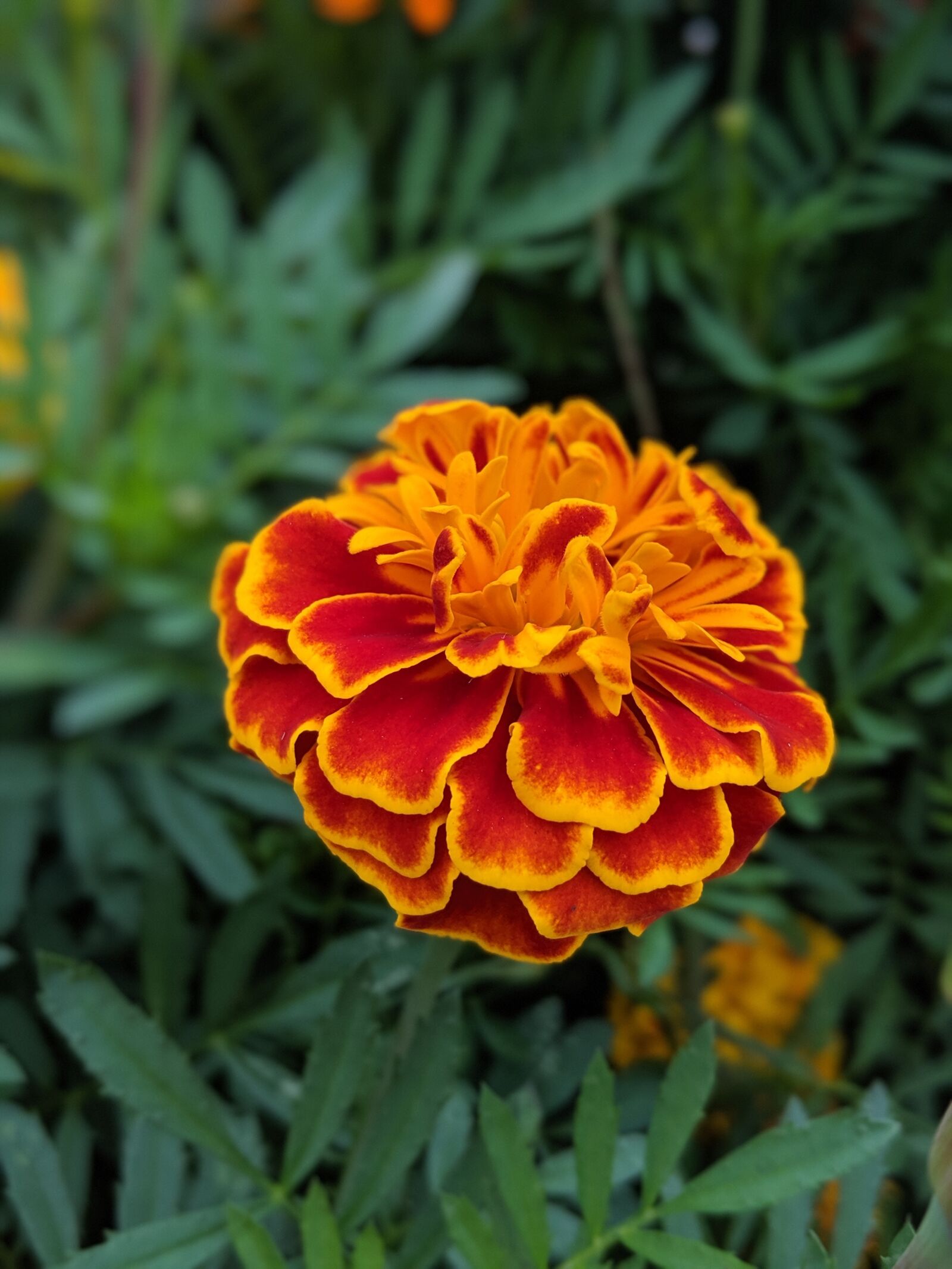Google Pixel 2 sample photo. Flower, blossom, nature photography