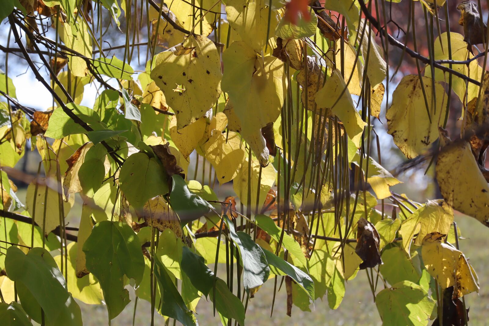 Canon EOS M50 (EOS Kiss M) sample photo. Snake tree, mogolisch, autumn photography