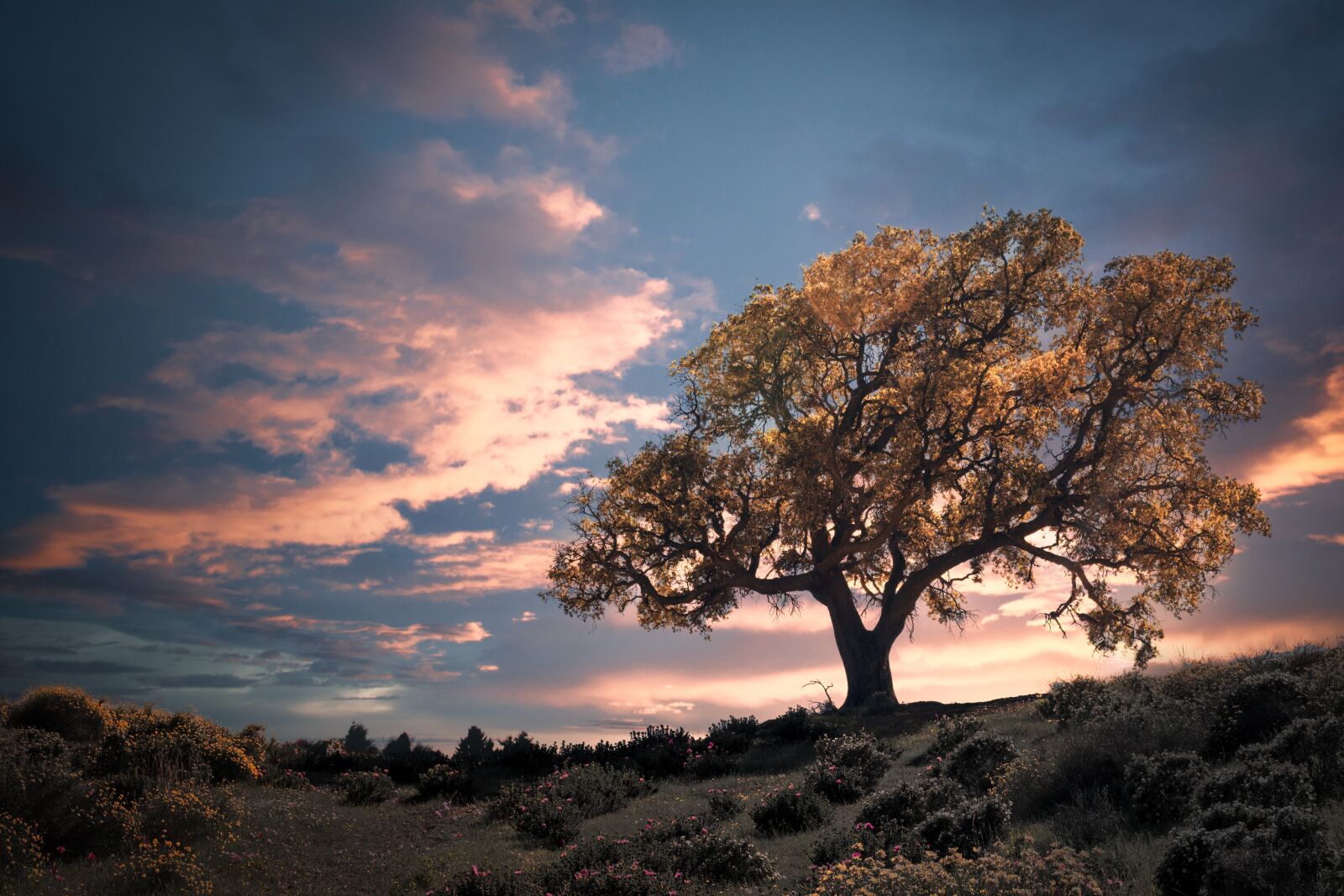 Canon EOS 100D (EOS Rebel SL1 / EOS Kiss X7) sample photo. Tree, sunset, nature photography