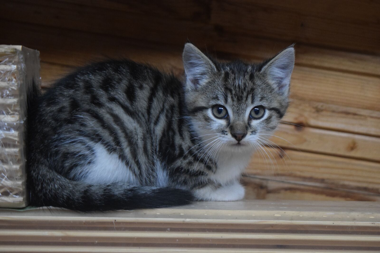 Nikon D3300 sample photo. Cat, domestic cat, kitten photography