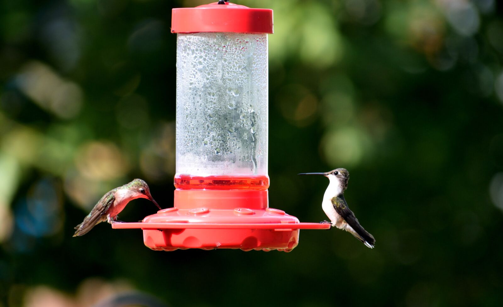 Nikon D3300 sample photo. Hummingbird, bird, avian photography