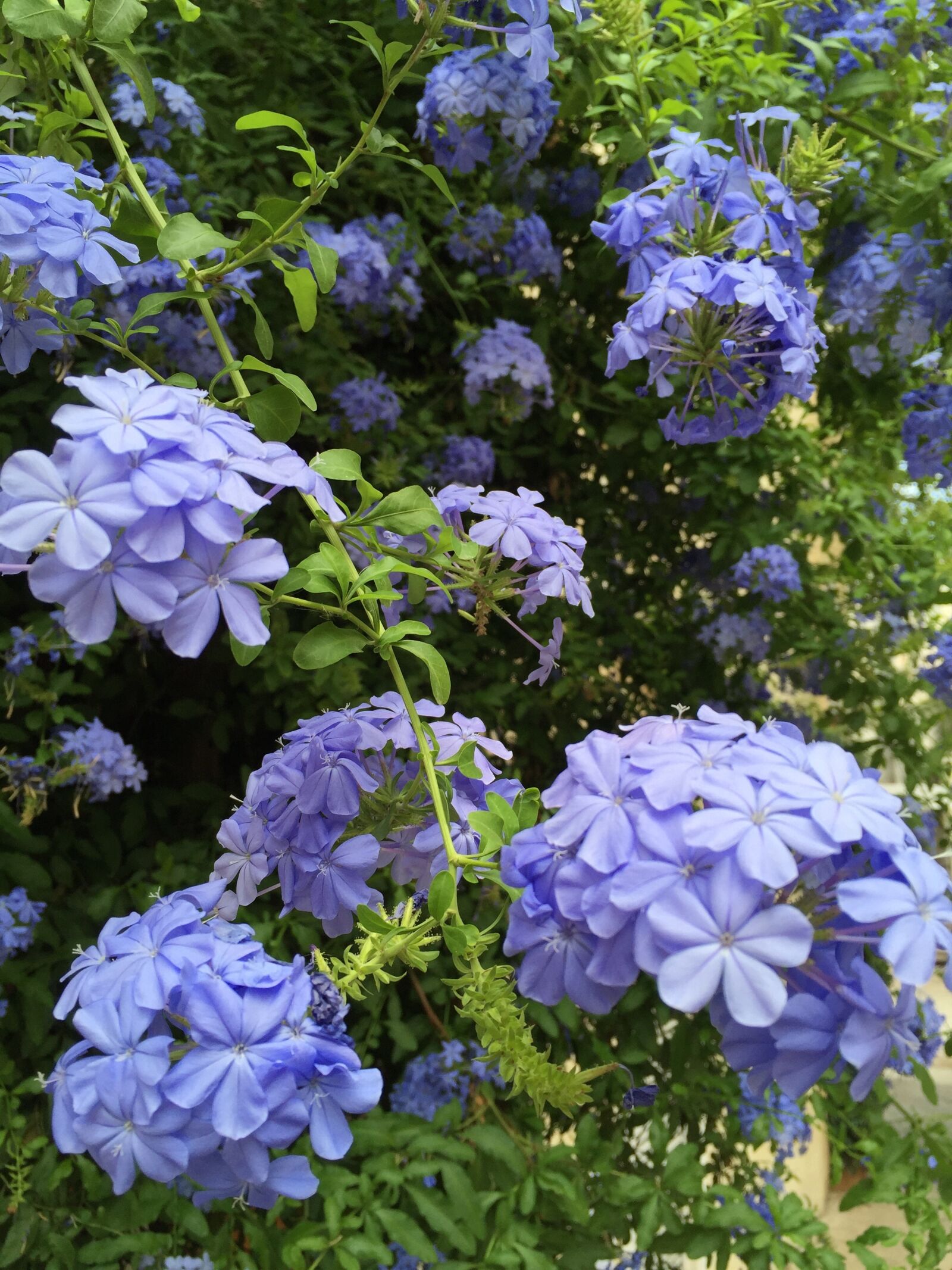 iPhone 6 Plus back camera 4.15mm f/2.2 sample photo. Flower, flora, nature photography