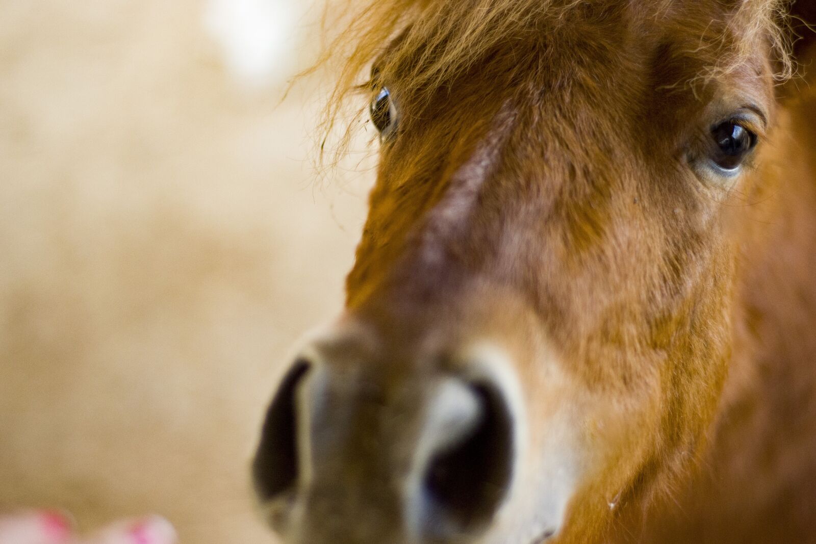 Nikon D3100 sample photo. Horse, horses, nature photography