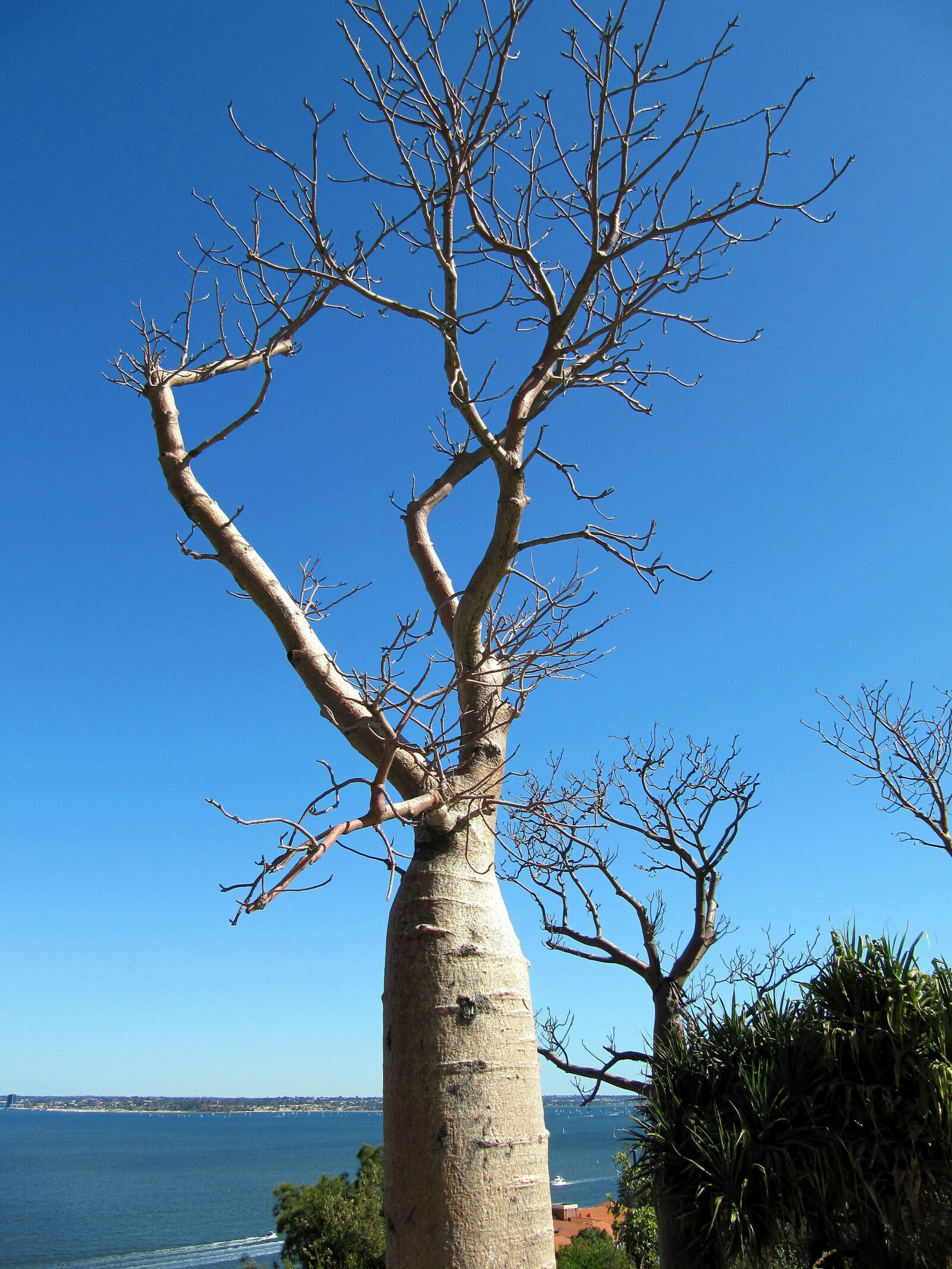 Canon PowerShot SX200 IS sample photo. Baobab, tree, perth photography