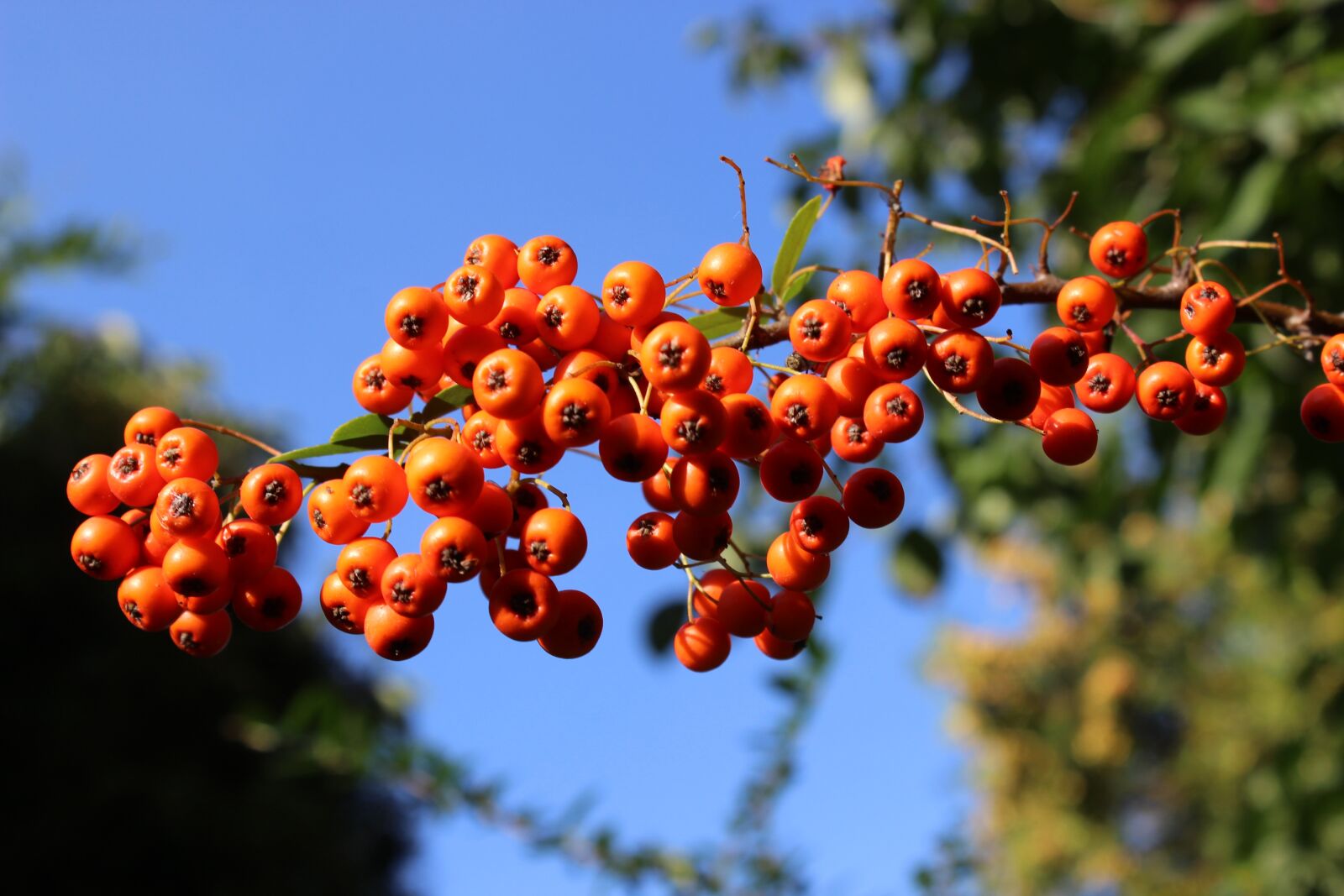 Canon EOS 600D (Rebel EOS T3i / EOS Kiss X5) sample photo. Berries, ornamental, prickly photography