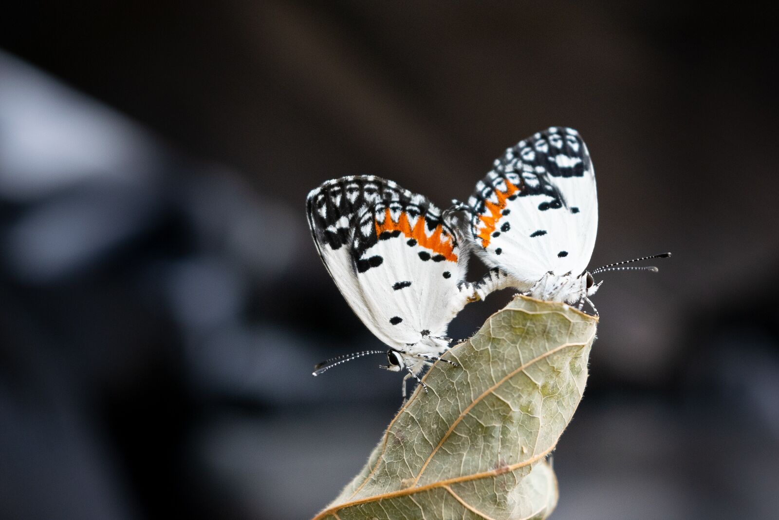 Nikon D3300 sample photo. Butterfly, larval, insect photography