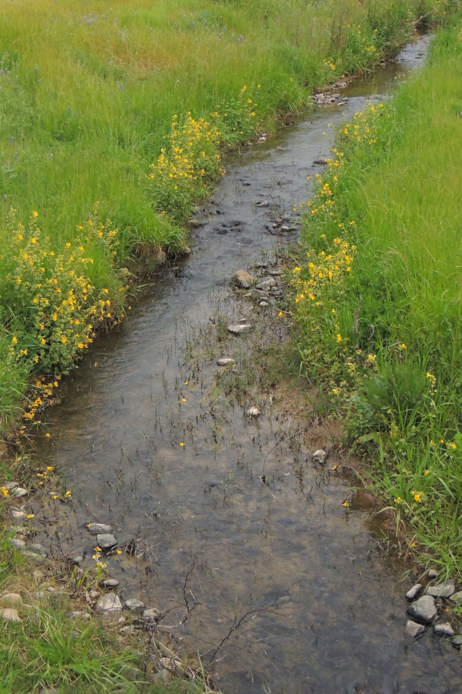 Nikon Coolpix P510 sample photo. Creek, flow, grass photography