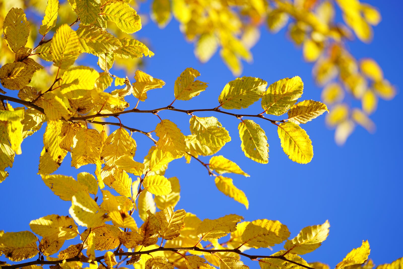 Sony a7R II + Sony FE 90mm F2.8 Macro G OSS sample photo. Leaves, fall color, fall photography