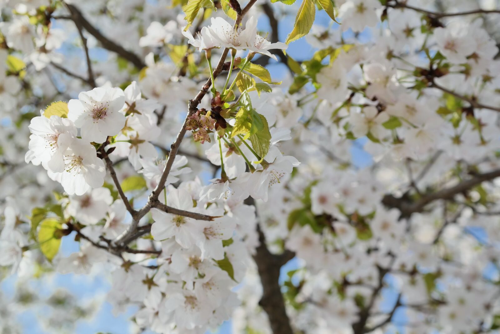 Samsung NX30 sample photo. Cherry blossom, sky, spring photography