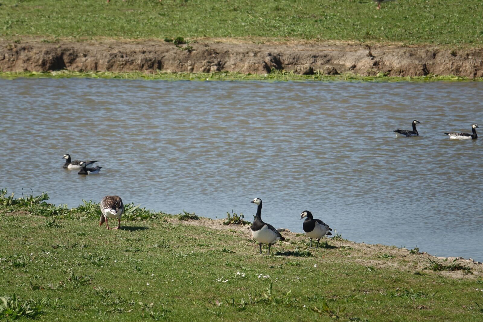 Sony Cyber-shot DSC-RX10 III sample photo. Geese, barnacle goose, waterfowl photography