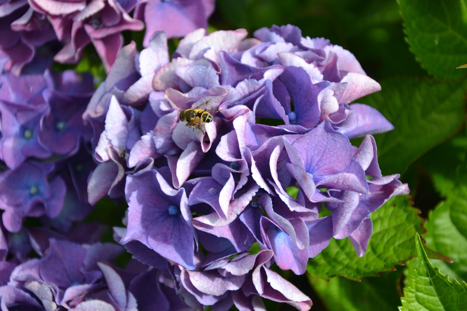 Nikon D3100 sample photo. Hydrangea, purple, green photography